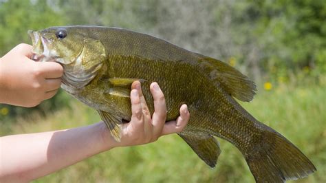 Best Smallmouth Bass Lures Top Reeltackle Fishing