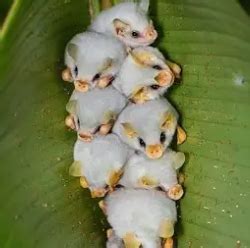 whats your honest reaction when a new creature comes out | Fandom