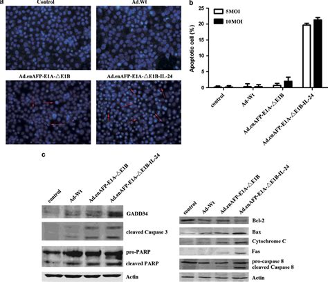 The Detection Of Apoptosis And The Activation Of Intrinsic And