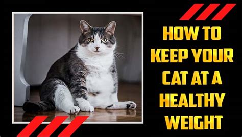 How To Keep Your Cat At A Healthy Weight - Tips And Tricks