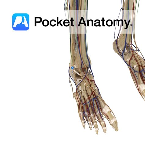 Calcaneofibular ligament - Pocket Anatomy