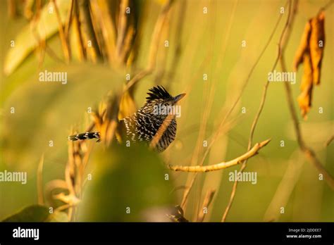 Majestic And Colourfull Bird In The Nature Habitat Birds Of Northern