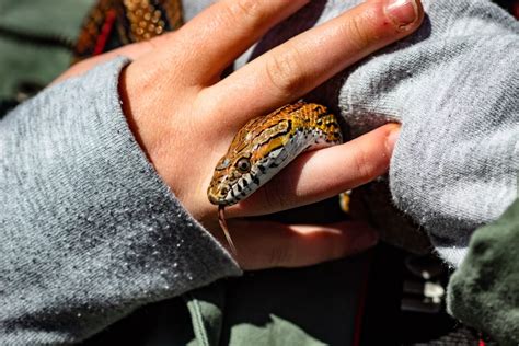 Do Snakes Like Being Pet Unraveling The Scales Of Affection