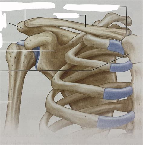 Pectoral Girdle Diagram Quizlet