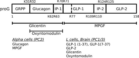 Post Translational Processing Of Proglucagon To Its Derived Peptides