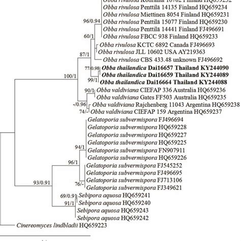 The Phylogram Inferred From A Maximum Likelihood Analysis Of Its