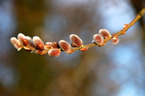 Willow Kätzchen Blumen Zweig Kostenloses Foto auf Pixabay Pixabay