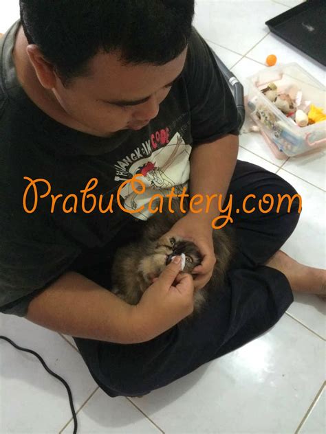 Prabu Cattery Cara Mudah Merawat Kucing Persia Untuk Pemula