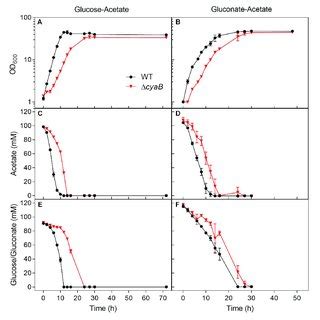 Growth And Substrate Consumption Of C Glutamicum Wt And Its Cyab