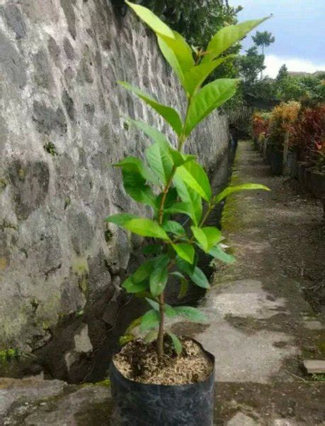 Jual Bibit Pohon Salam Daun Salam Di Lapak Rubi Ahmad Shop Bukalapak