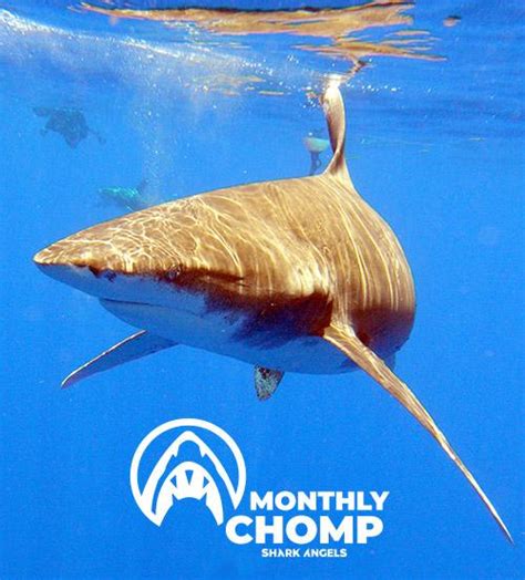 Oceanic Whitetip Shark - Follow The Leader