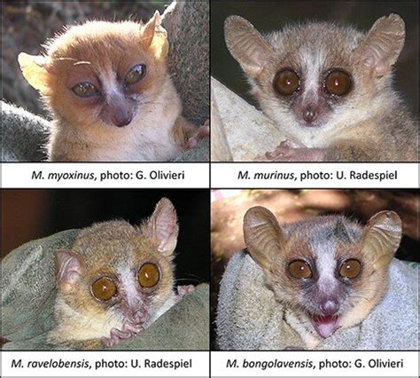 Madagascar mouse lemur retroviruses are diverse, similar to ones found ...