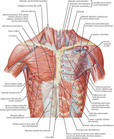 Musculos Do Torax E Abdome ROAREDU