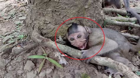 Why Baby Monkey Cry Loudly Like This St Mono Monkey Youtube