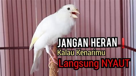 Jangan Heran Jika Kenari Lain Langsung Nyaut Ngerol Fighter Dengan