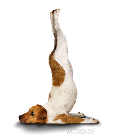 Dog Yoga Poses