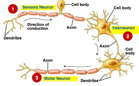 Functional Classification Of Neurons Labster Theory Riset