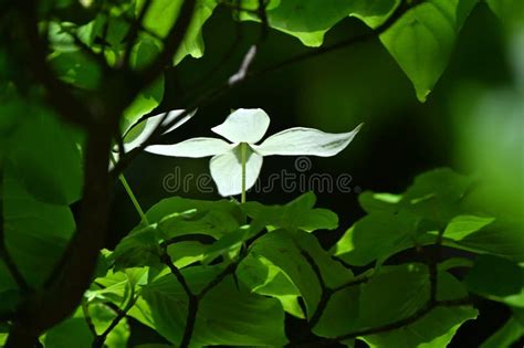 Kousa Dogwood ( Cornus Kousa ) Flowers. Stock Image - Image of leaves ...