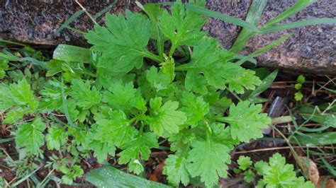 Artemisia Verlotiorum Lamotte Biologia Vegetal