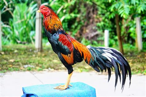 Ciri Ayam Laga Dari Thailand Ayam Juara