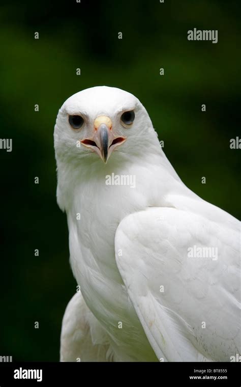 Albino vogel Fotos und Bildmaterial in hoher Auflösung Alamy