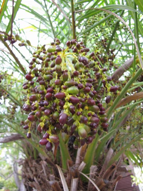 Phoenix Roebelenii Dwarf Date Palm Miniature Date Palm Pygmy Date