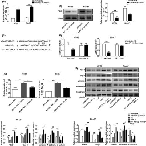 Mir P Regulates Emtrelated Molecules By Targeting Ybx In Bc A