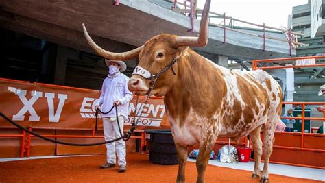 Texas Longhorns beloved mascot Bevo: See photos through the years