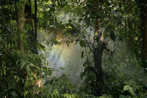 Selva Húmeda: qué es, clima, características, fauna y flora ...