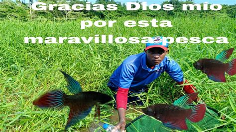 En A Os La Pesca M S Exitosa De Bettas Salvajes Lagunero