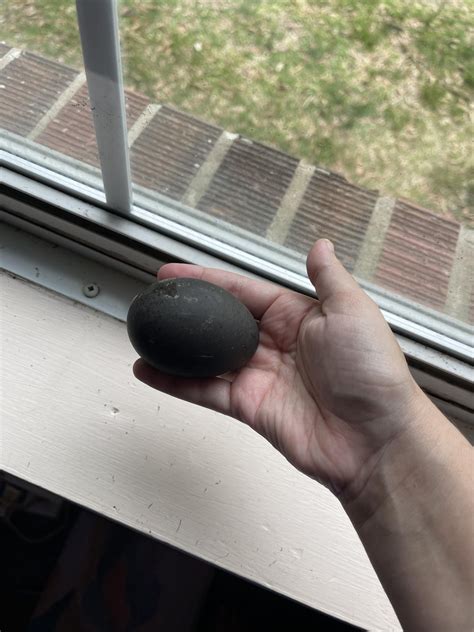 My Duck Layed An All Black Egg Rstardewvalley