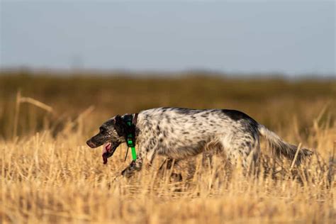 5 Best Gps Dog Collar Options Australia 2023 Buyers Guide