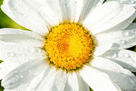 Top view, chamomile flower on black empty pages of notepad - Creative ...