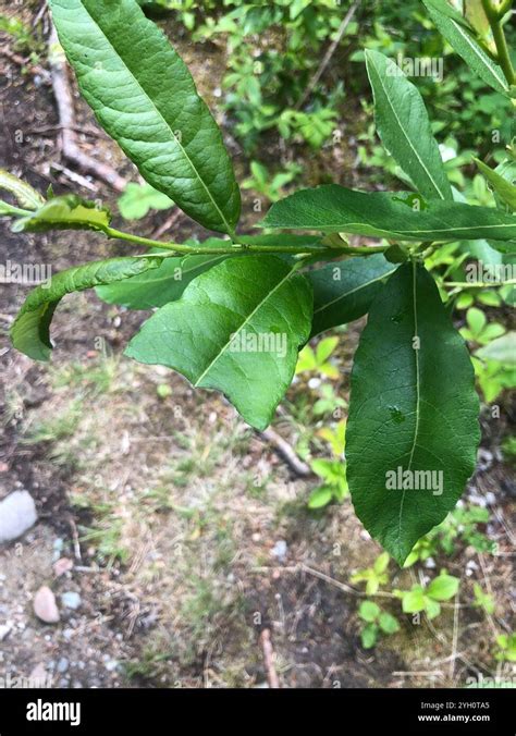 Pussy Willow Salix Discolor Stock Photo Alamy