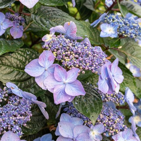 Endless Summer® Pop Star Hydrangeas for Sale | BrighterBlooms.com