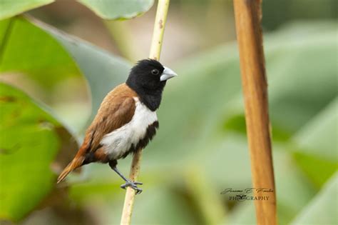 Tricolored Munia Wildlife Of Goodearth Malhar Bangalore