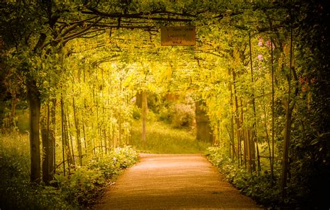 Wallpaper Sunlight Landscape Forest Nature Grass Sky Park