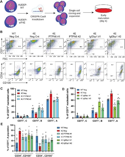 Delay In Eif E Mediated Erythroid Maturation Dependent On Ptpn And