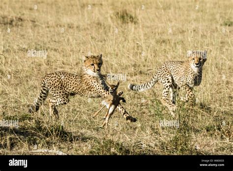 Cheetah Acinonyx Jubatus Cubs Age Eight Months Hunting Baby Gazelle