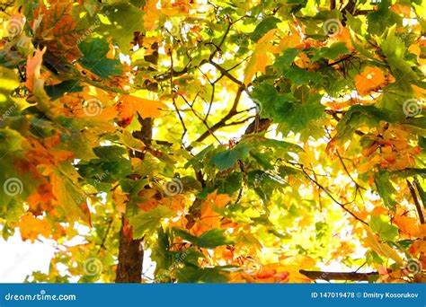 Maple Leaves on the Tree in Autumn Stock Photo - Image of nature ...