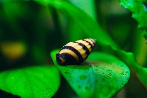 Assassin Snails Full Guide With Tank Setup Mates And Diet Tips