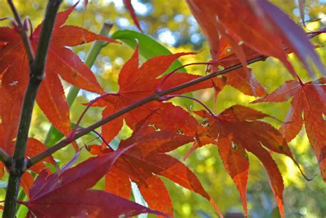 Osakazuki Japanese Maple Bonsai Tree Care Sheet