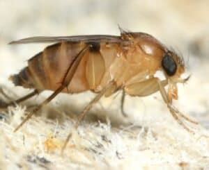 Phorid Fly | Pest Information & Prevention Tips