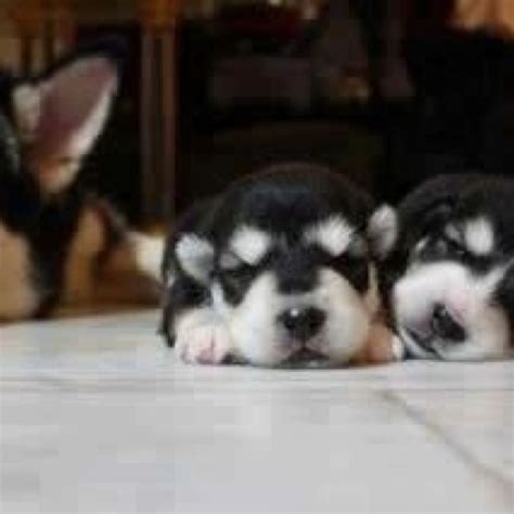 Huskies Husky Blue Eyed Baby Puppies