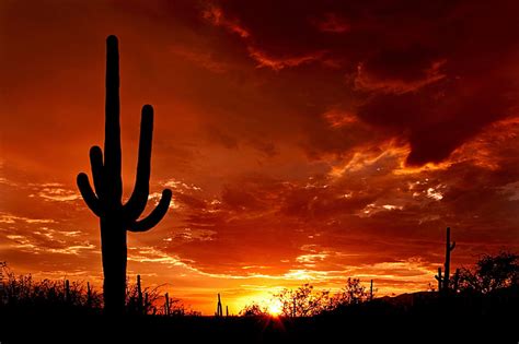 Parque Nacional Saguaro Tucson AZ Fondo De Pantalla Pxfuel