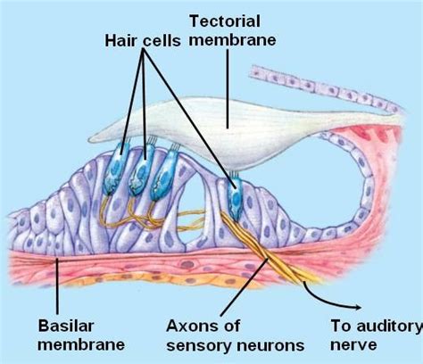 The Organ Of Corti Diagram Quizlet