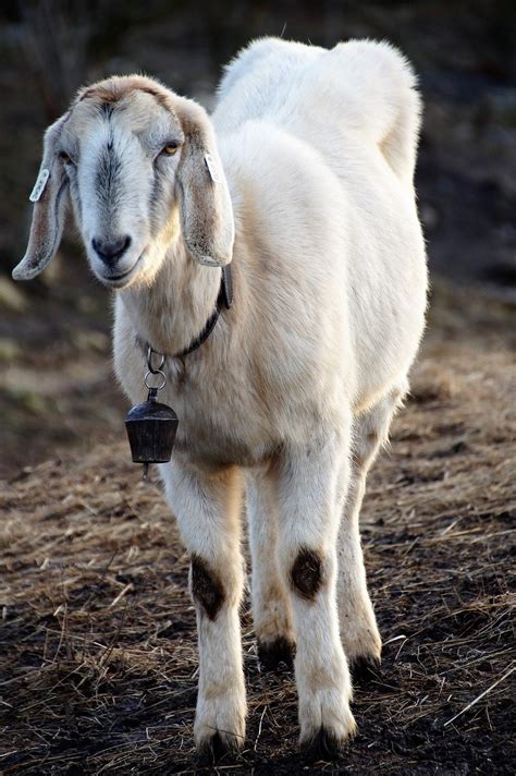 Schaap Kameroen Boerderij Gratis Foto Op Pixabay Pixabay