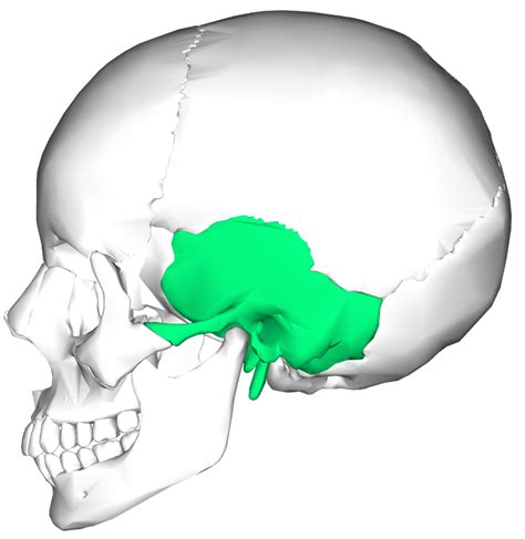 Temporal Bone Location