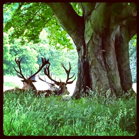 Red deer in Wollaton Park