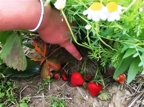 8 Best Long Island Strawberry Picking Farms Pyo 2025